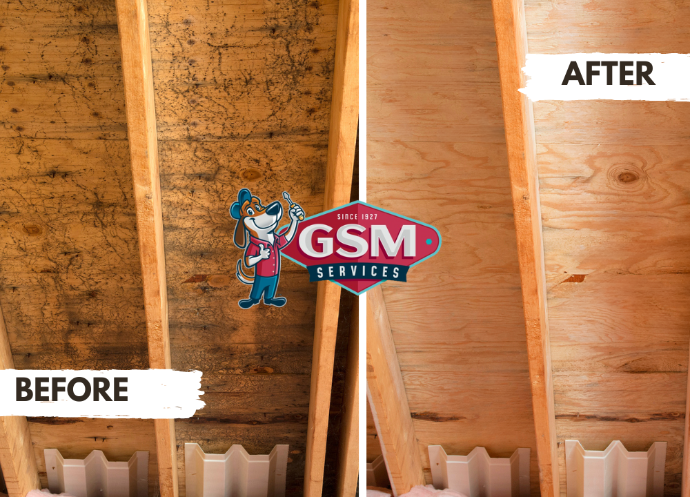 crawlspace mold & moisture